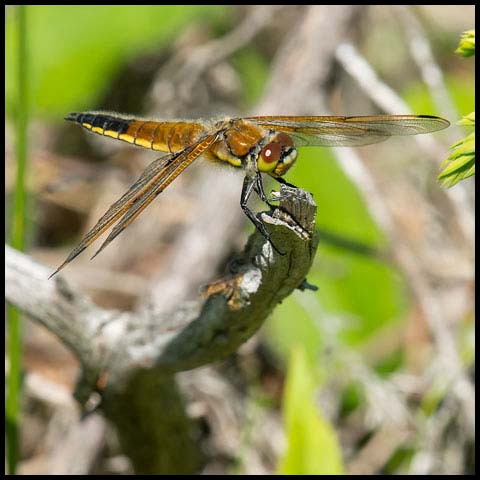 Four-spotted Skimmer