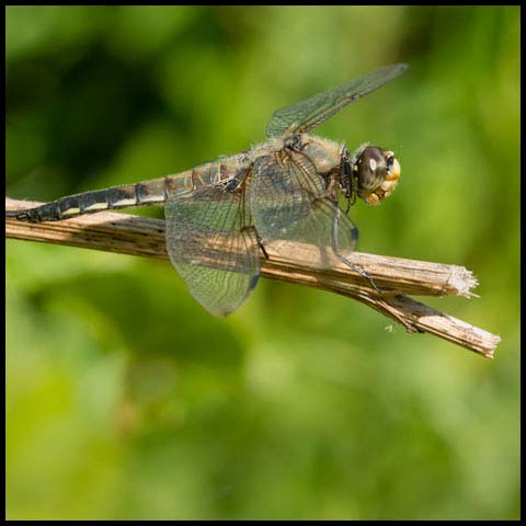 Four-spotted Skimmer