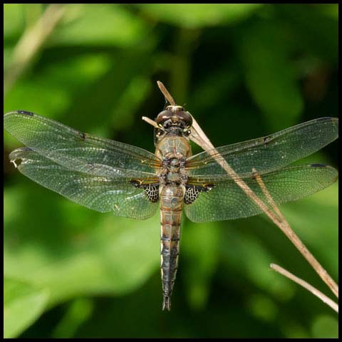 Four-spotted Skimmer