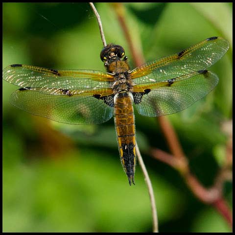 Four-spotted Skimmer