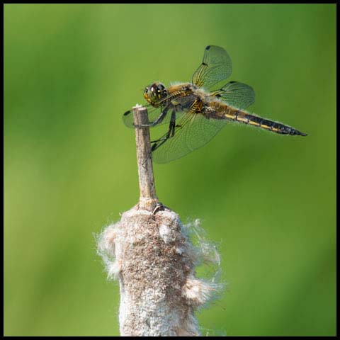 Four-spotted Skimmer
