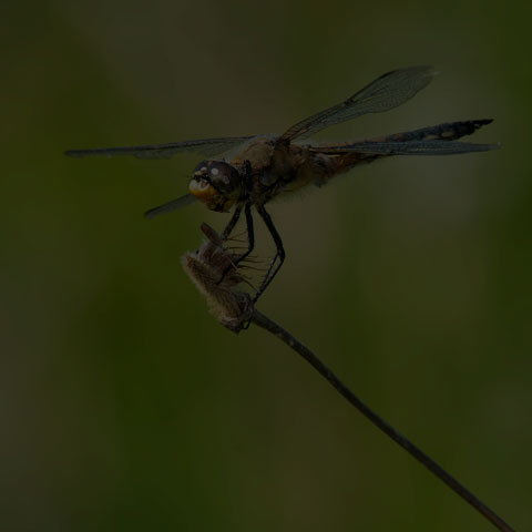 Four-spotted Skimmer