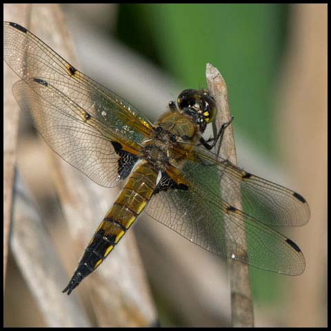Four-spotted Skimmer
