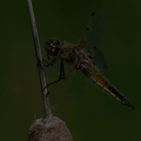 Four-spotted Skimmer