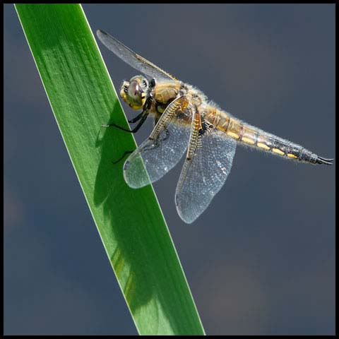 Four-spotted Skimmer