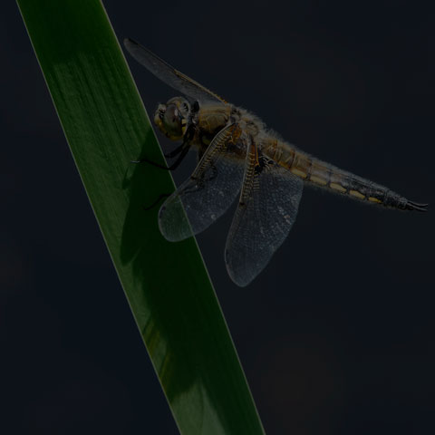 Four-spotted Skimmer