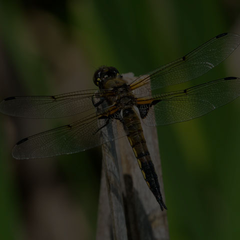 Four-spotted Skimmer