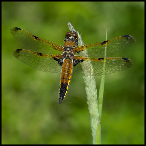 Four-spotted Skimmer