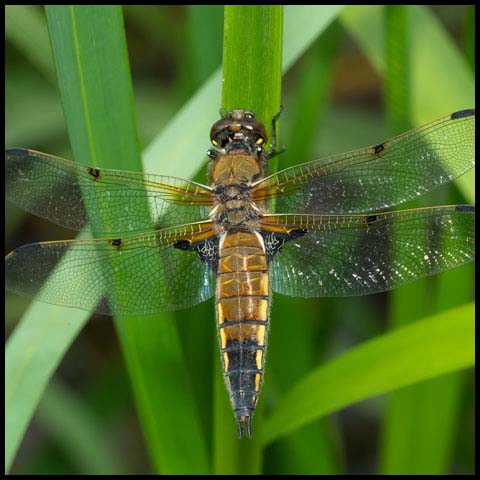 Four-spotted Skimmer