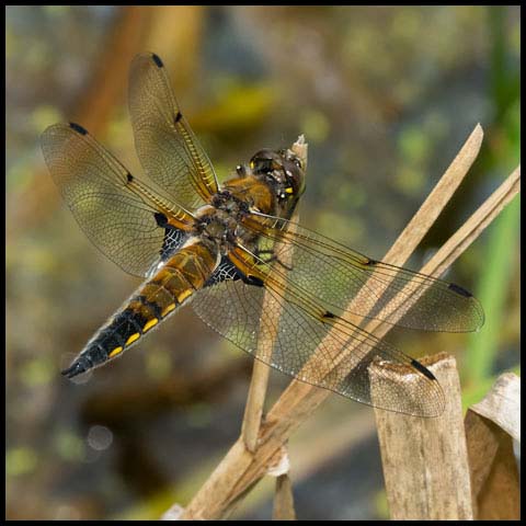 Four-spotted Skimmer