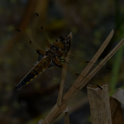 Four-spotted Skimmer