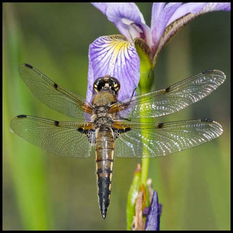 Four-spotted Skimmer