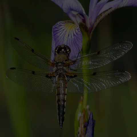 Four-spotted Skimmer