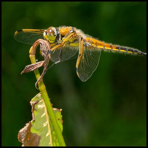 Four-spotted Skimmer
