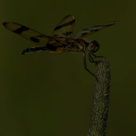 Halloween Pennant