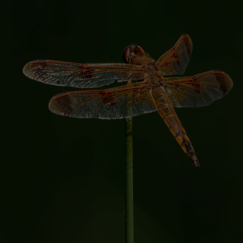 Painted Skimmer