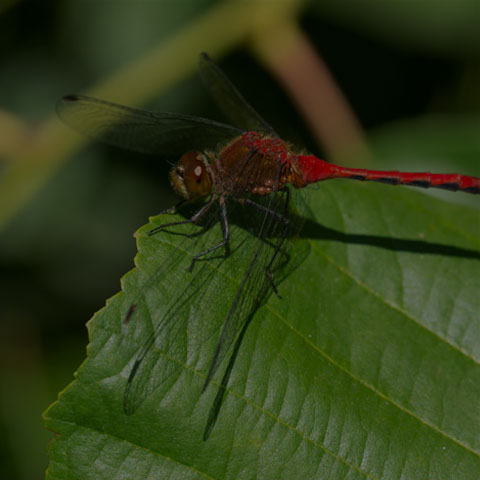 Ruby Meadowhawk