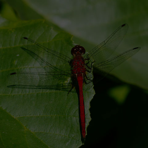 Ruby Meadowhawk