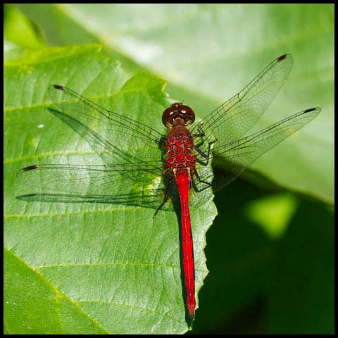Ruby Meadowhawk
