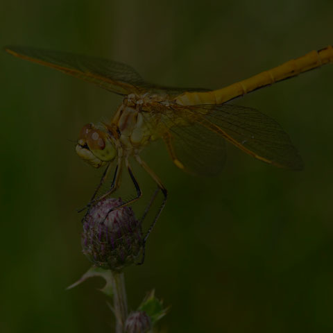 Saffron-winged Meadowhawk