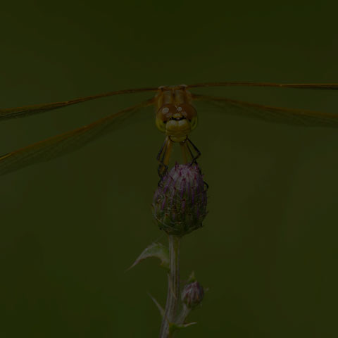 Saffron-winged Meadowhawk