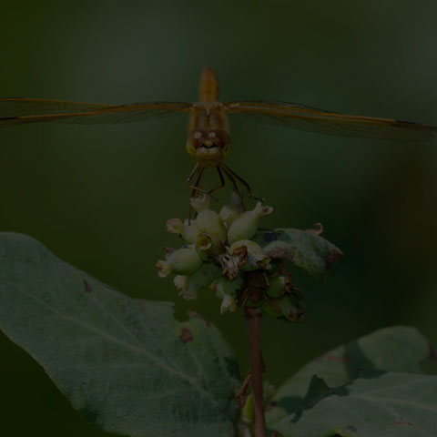 Saffron-winged Meadowhawk