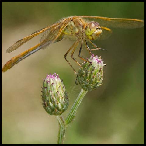 Saffron-winged Meadowhawk
