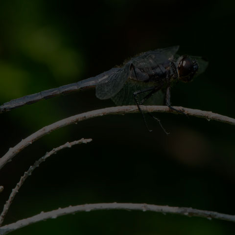 Slaty Skimmer