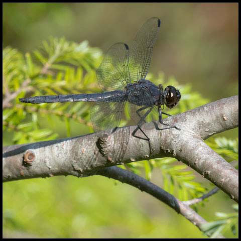 Slaty Skimmer