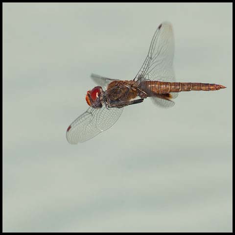 Spot-winged Glider
