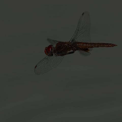 Spot-winged Glider