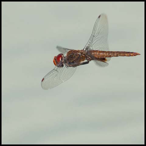 Spot-winged Glider