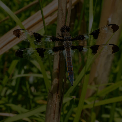 Twelve-spotted Skimmer