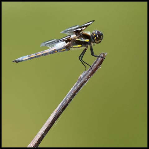 Twelve-spotted Skimmer