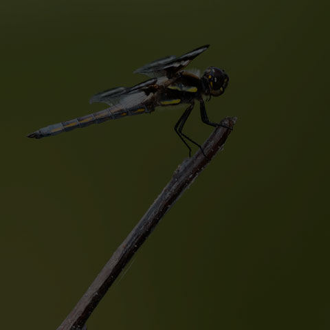 Twelve-spotted Skimmer