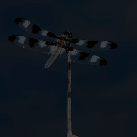 Twelve-spotted Skimmer