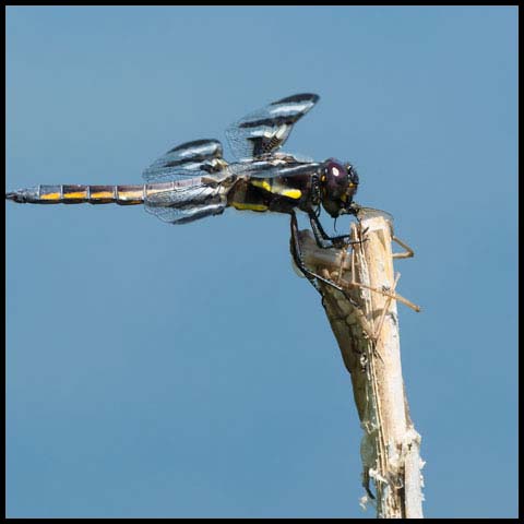 Twelve-spotted Skimmer
