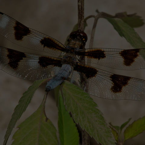 Twelve-spotted Skimmer