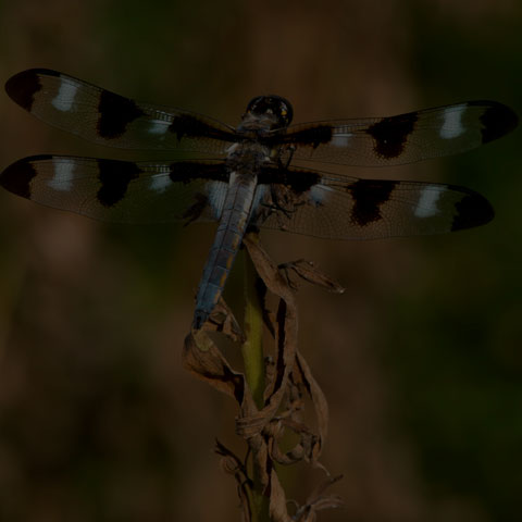 Twelve-spotted Skimmer
