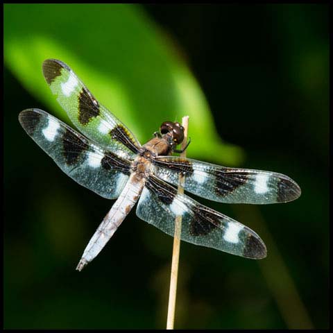 Twelve-spotted Skimmer