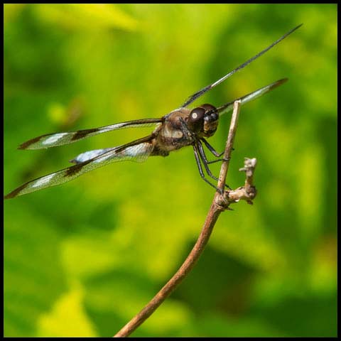 Twelve-spotted Skimmer