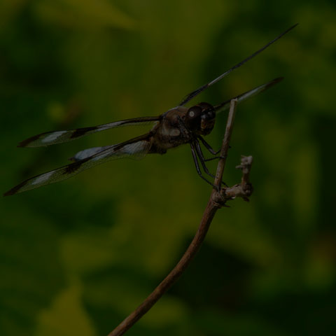 Twelve-spotted Skimmer