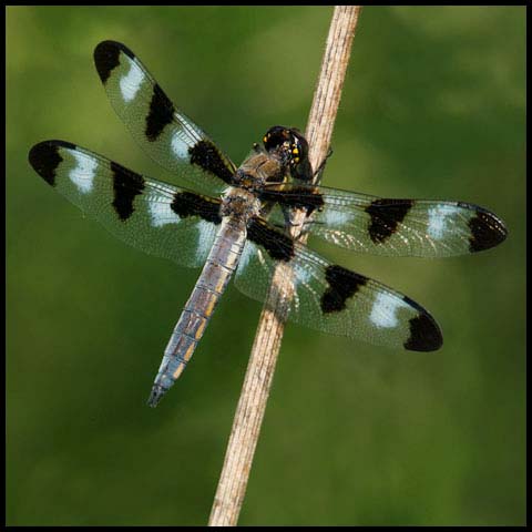 Twelve-spotted Skimmer