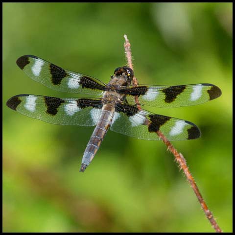 Twelve-spotted Skimmer