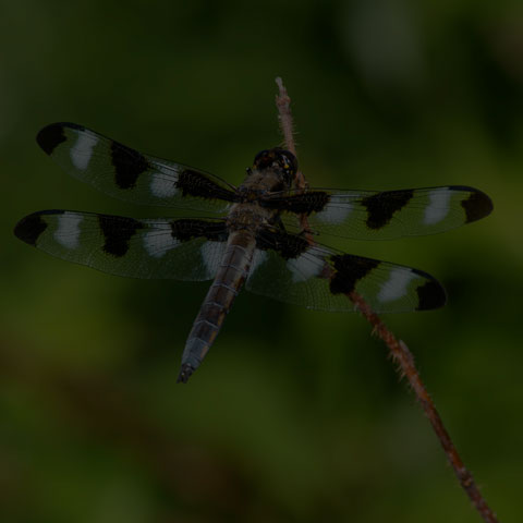 Twelve-spotted Skimmer