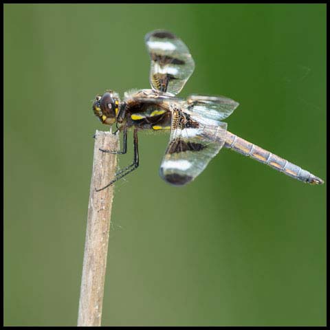Twelve-spotted Skimmer