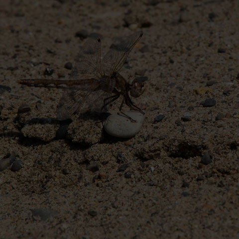 Variegated Meadowhawk