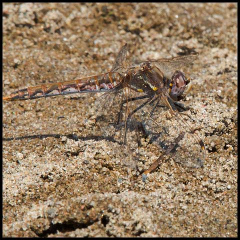 Variegated Meadowhawk