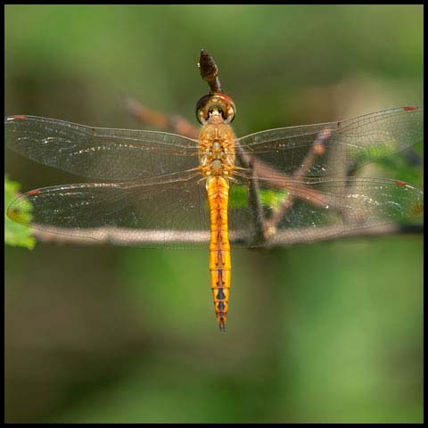 Wandering Glider