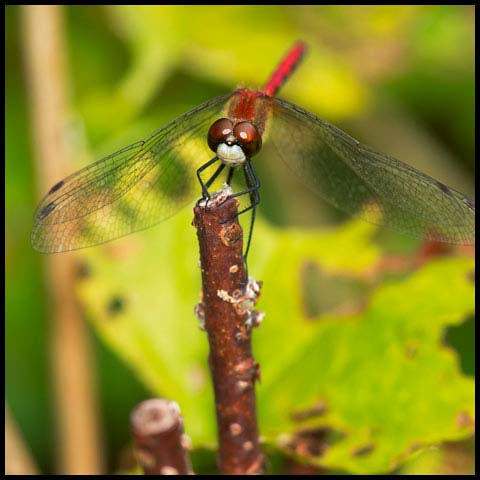 White-faced Meadowhawk